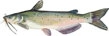 Channel Catfish